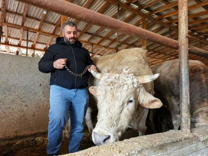 Adı Paşa, fiyatı yarım milyon! Kurbanlık boğa bu yılın gözdesi 1